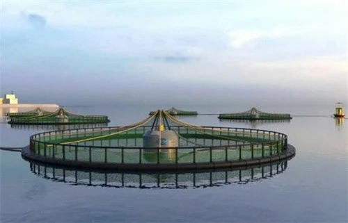 Oscillating Buoy Wave Energy Generation System manufacturers