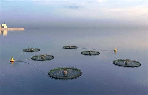 Oscillating Buoy Wave Energy Generation System high quality